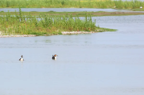 Great crested Grebes in water — Stock Photo, Image