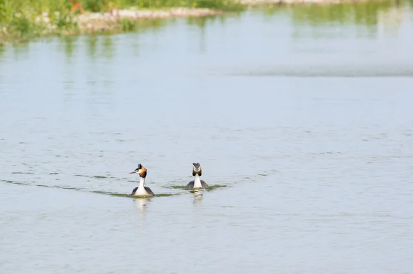 Grande Grebes Crested na água — Fotografia de Stock