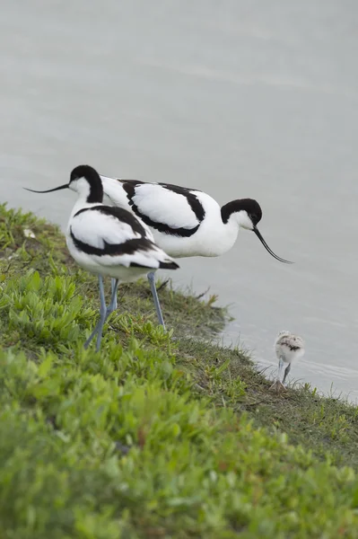 Pied Avocets with baby chick — Stock Photo, Image