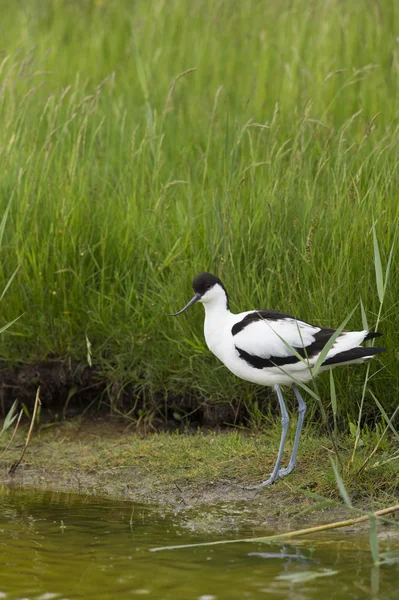 Pied avocat patauger dans l'eau — Photo