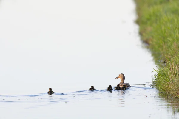 Mallard duck woith ducklings — Stock Photo, Image