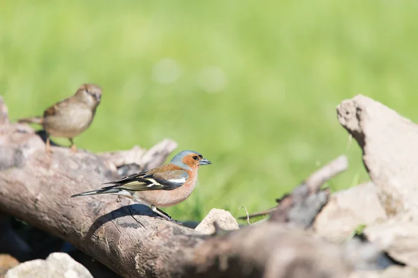 Common Chaffinch and sparrow — Stock Photo, Image