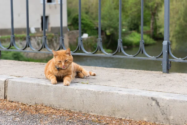 Katze auf der Straße — Stockfoto