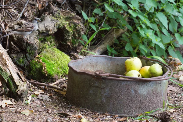 Bucket apples outdoor — Stock Photo, Image