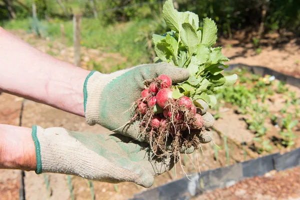 Rabanete vermelho de horta — Fotografia de Stock