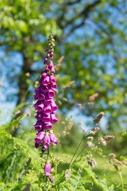 Digitalis purpurea ormandaki