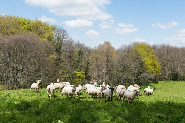 Oveja afeitada en el pasto — Foto de Stock