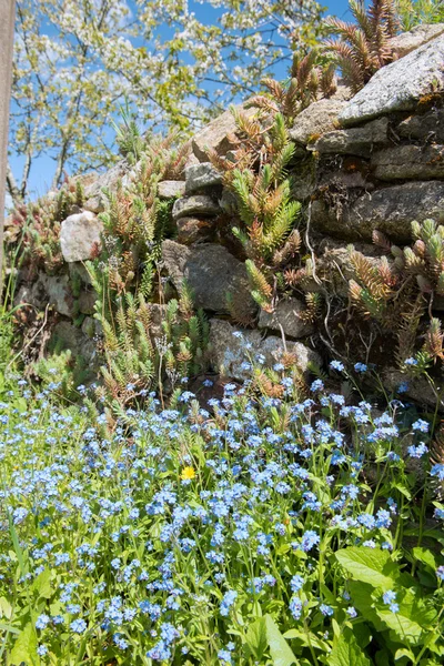 Blå förgätmigej i Frankrike — Stockfoto