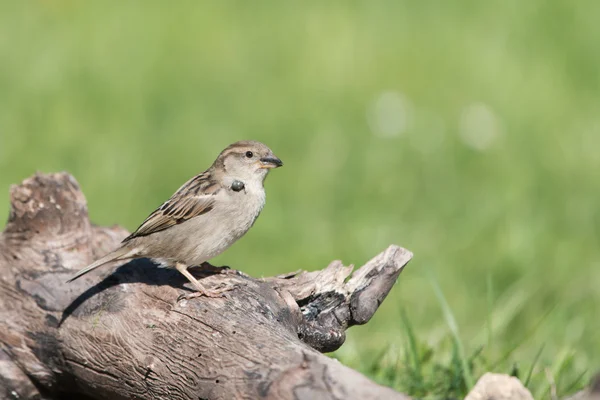 Zecke auf Vogel — Stockfoto