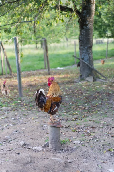 Cock in henhouse — Stock fotografie