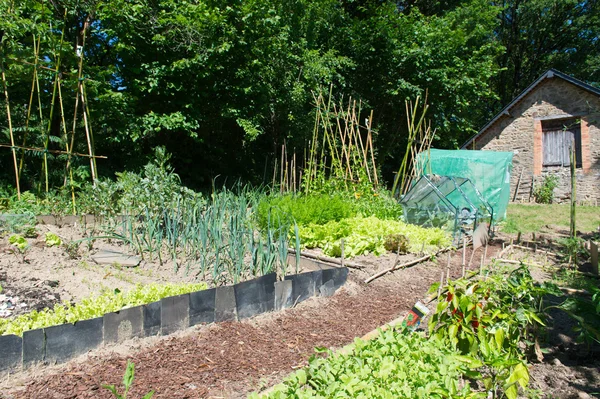 Jardín de verduras bajo el sol — Foto de Stock