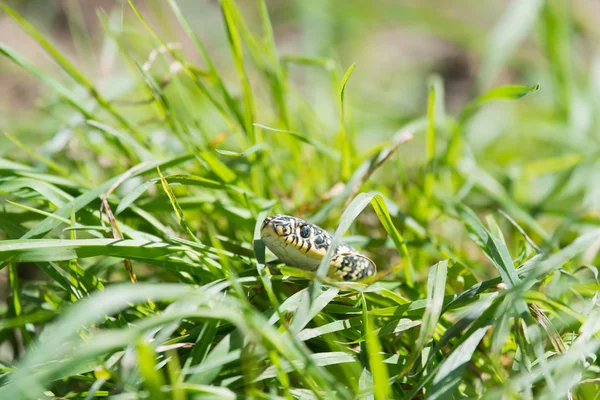 Serpente na grama — Fotografia de Stock