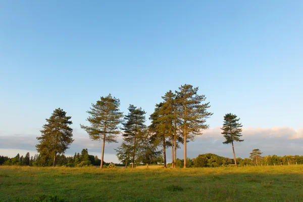 Árboles en el paisaje — Foto de Stock