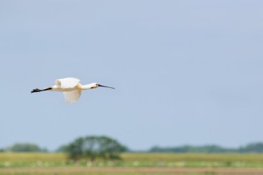 Manzara ile uçan kaşıkçı