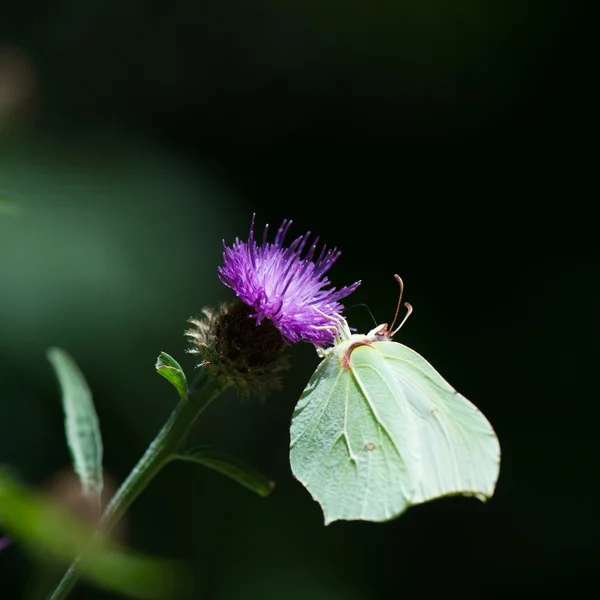 Borboleta branca pequena — Fotografia de Stock