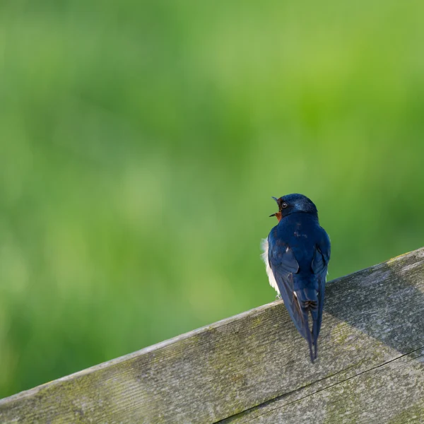 Common house Martin on pole — Stock Photo, Image