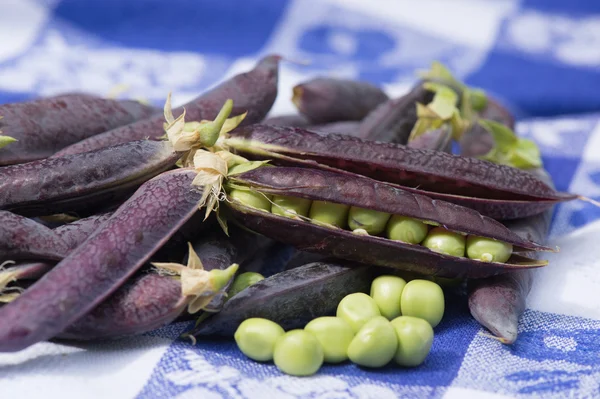 Pisello grasso di midollo aperto in blu — Foto Stock