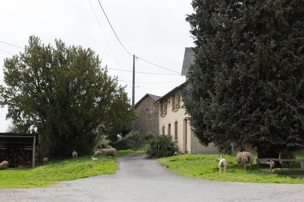 フランス語村で羊をレースします。 — ストック写真