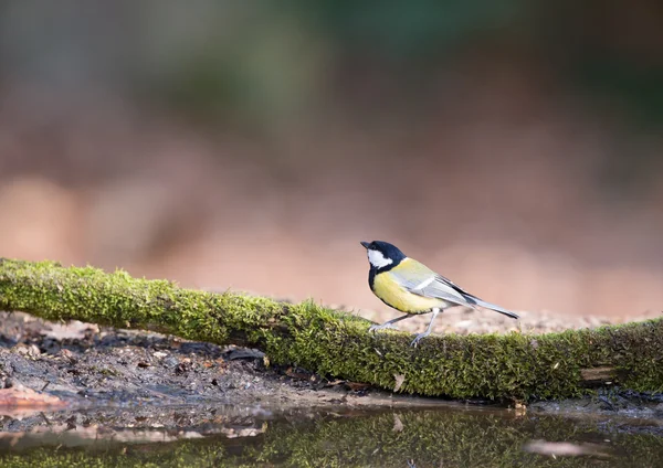 Grande tit perto de água — Fotografia de Stock