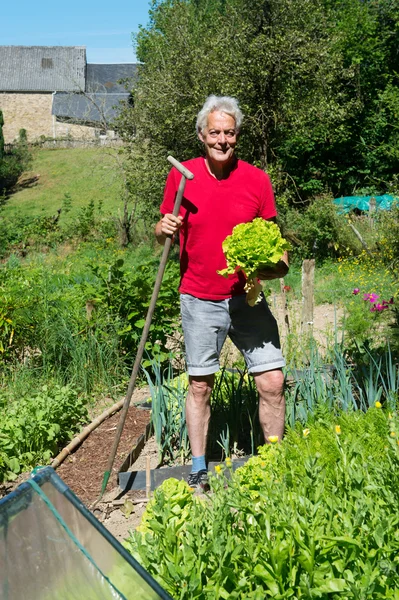 Ensalada en huerta — Foto de Stock