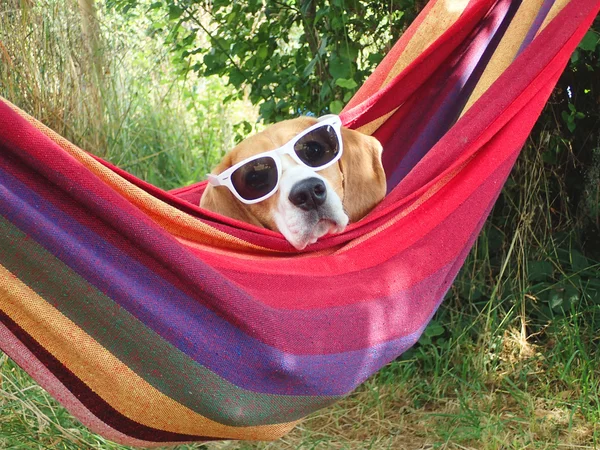 Dog on vacation — Stock Photo, Image