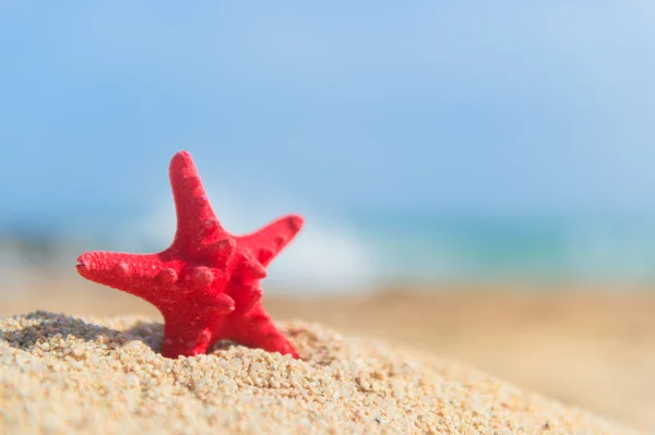 Hvězdice na pláži — Stock fotografie