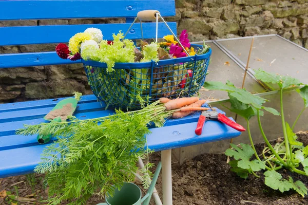 Oogsten uit de moestuin — Stockfoto