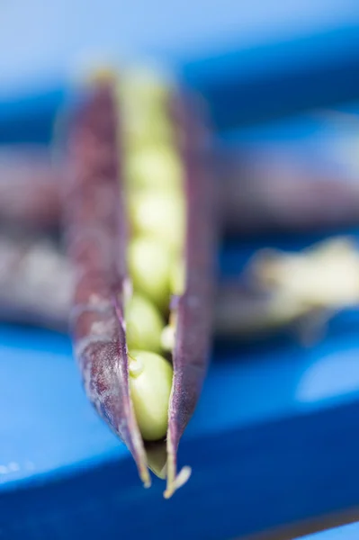 Ervilha marrowfat aberta em azul — Fotografia de Stock