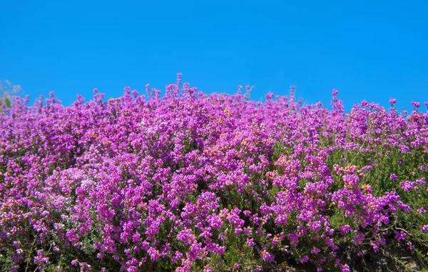 Purple blooming heath field — Stock Photo, Image