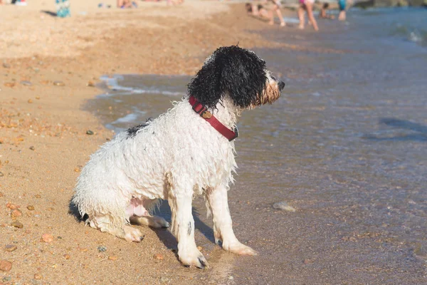 Hund am Strand — Stockfoto