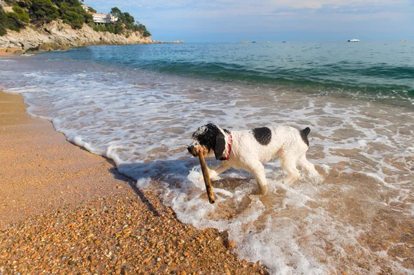 Hund am Strand — Stockfoto