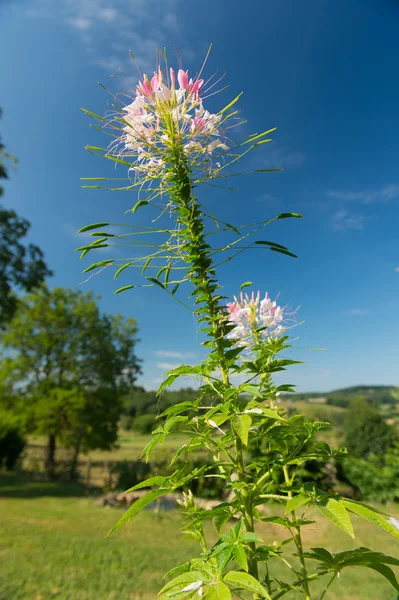 Rosa Cleome blommor — Stockfoto