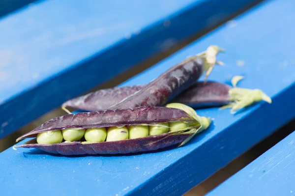 Pisello grasso di midollo aperto in blu — Foto Stock