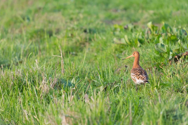 Uferschnepfe im Gras — Stockfoto