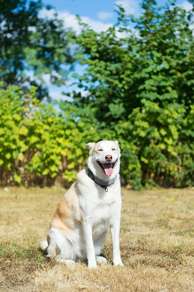 Blonďatá Husky rescue dog — Stock fotografie