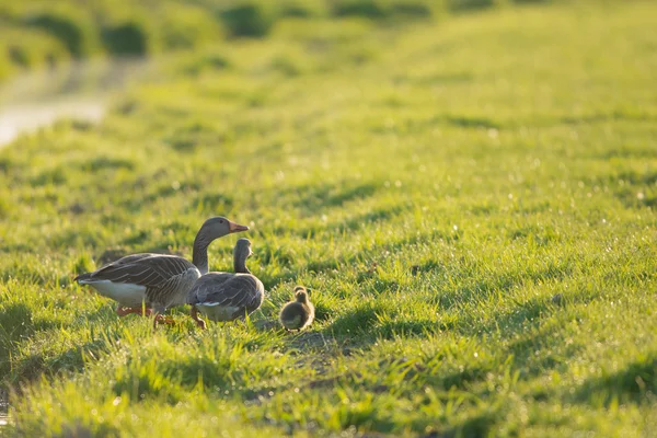 Goose com gansos — Fotografia de Stock