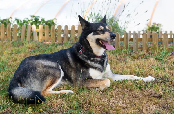 Husky rescue pies w ogrodzie — Zdjęcie stockowe