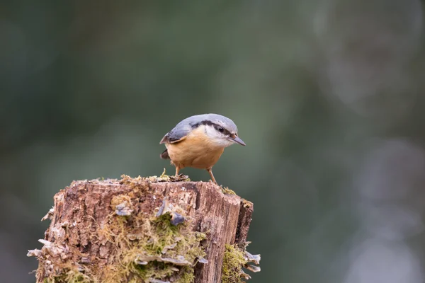 Eurásia nuthatch na natureza — Fotografia de Stock