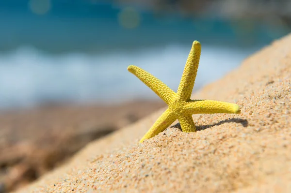 Rozgwiazda na plaży — Zdjęcie stockowe