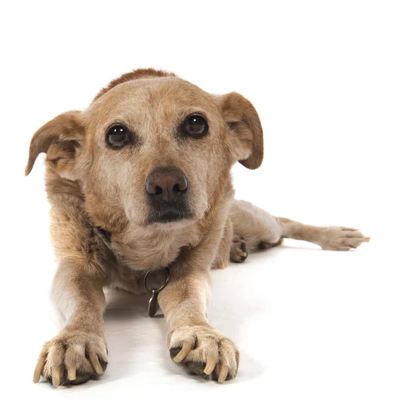 Starý Pes Ležel Podlaze Izolované Přes Bílé Pozadí — Stock fotografie