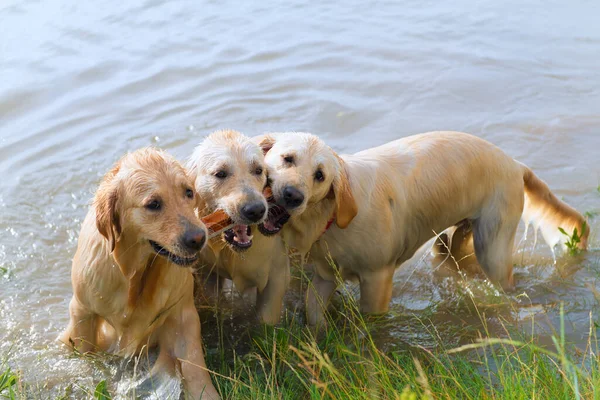 Zwemmen Spelen Labrador Honden — Stockfoto