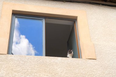 Pencereden dışarı bakan siyah beyaz kedi