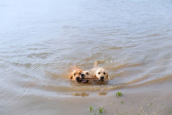 Natação Jogar Cães Labrador — Fotografia de Stock