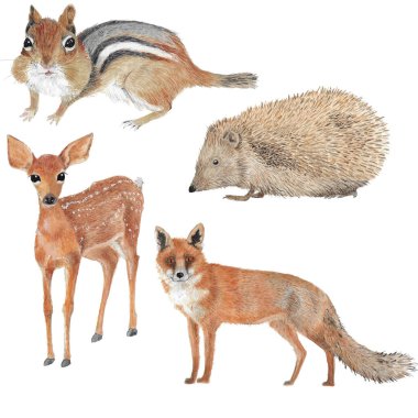 Yavru geyik, sincap, tilki ve kirpi olarak suluboya dört farklı orman hayvan çizimi