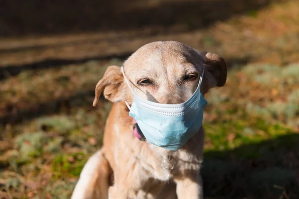 Old Dog Facemask Outdoor Nature — Stock Photo, Image
