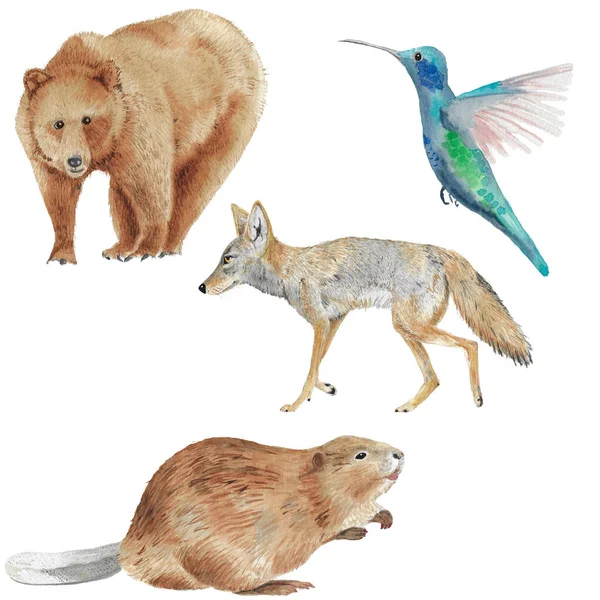 Четыре Различных Лесных Животных Иллюстрации Акварели Бурый Медведь Бобр Колибри — стоковое фото