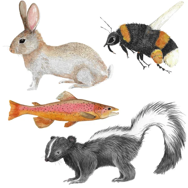 Cuatro Diferentes Ilustraciones Animales Del Bosque Acuarela Como Zorrillo Trucha —  Fotos de Stock
