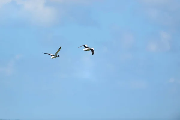 Pareja Común Shelduck Volando Cielo Azul — Foto de Stock