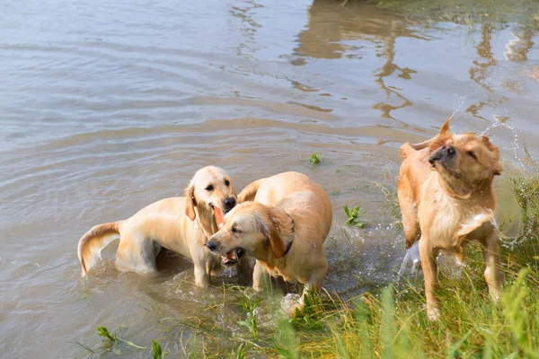 Natação Jogar Cães Labrador — Fotografia de Stock