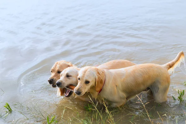 Swimming Playing Labrador Dogs — Stock Photo, Image